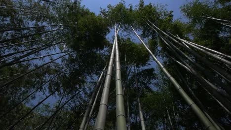 Vista-Inclinada-Hacia-Arriba-De-Los-árboles-De-Bambú-Moviéndose-En-El-Viento,-Bosque-De-Bambú-De-Japón