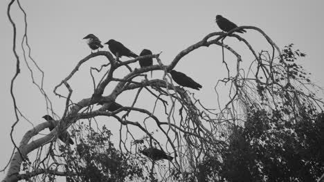 Un-Asesinato-De-Cuervos-En-La-Rama-De-Un-árbol-En-El-Viento,-Grajillas
