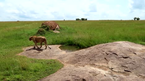 Junger-Männlicher-Löwe,-Der-Von-Einem-Kleinen-Felsen-In-Der-Afrikanischen-Grünen-Ebene-Herunterkommt