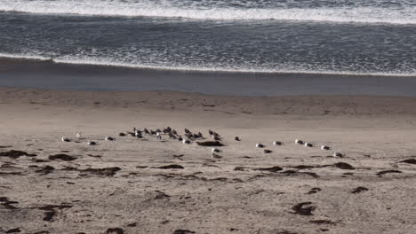 Shorebirds-On-The-Sandy-Beachfront-Of-Imperial-Beach-In-San-Diego,-California,-USA