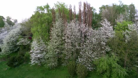 White-Cherry-blossom-trees-in-a-valley
