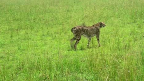Cheetah-trying-to-hunt-in-a-sunny-day-at-the-famous-Maasai-Mara-National-Park,-Kenya