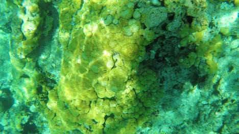 Korallenriff-Von-Oben-Unter-Kristallklarem-Wasser,-Meereswellen-Reflektiert,-Los-Roques