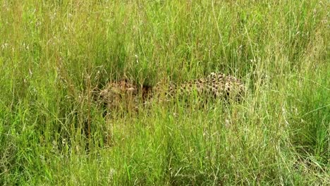 Versteckter-Gepard,-Der-Tief-Auf-Dem-Boden-Atmet,-Nachdem-Er-In-Kenia-Eine-Beute-Gejagt-Hat