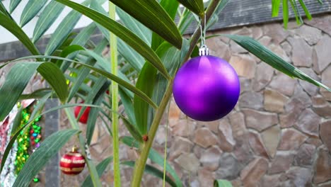 Colourful-Christmas-boule-balls-used-to-decorate-a-green-fern-plant-on-a-tropical-islands,-Xmas-in-the-tropics