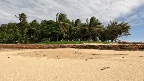 Kokospalmen-Bei-Starkem-Wind-An-Der-Küste-Von-Fidschi