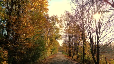 Fahren-Auf-Einer-Leeren-Asphaltstraße-Mit-Gelben-Markierungen,-Die-An-Einem-Sonnigen-Herbsttag-Durch-Einen-Mischwald-Mit-Kiefern-Und-Bäumen-Mit-Gelbem-Laub-Führt