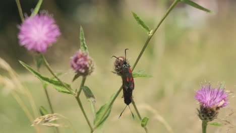 Burnet-Moths-Mating-on-Pink-Wild-Flower-Thistle-in-Meadow