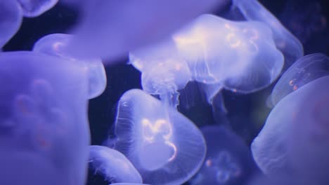 Enjambre-De-Medusas-De-Color-Azul-Neón-Flotando-Y-Moviéndose-En-Todas-Direcciones-Bajo-El-Agua