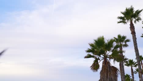 Partly-cloudy-sky-with-palm-trees-blowing-in-wind