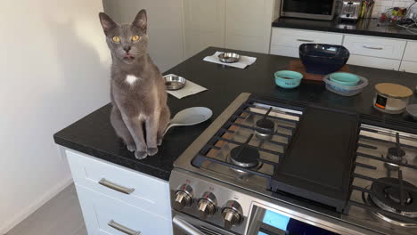 Gray-cat-on-a-countertop
