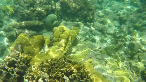 Sea-waves-reflected-on-coral-reef-underwater-caribbean-sea,-Los-Roques