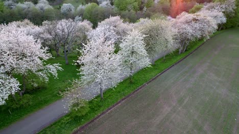 Landing-next-to-White-cherry-blossom-trees