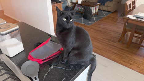 Black-cat-on-a-countertop