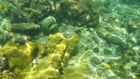 Tropische-Unterwasserwelt-Gelbes-Korallenriff-Karibisches-Meer,-Los-Roques