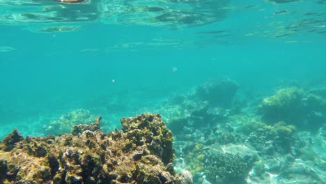 Pov-Beobachten-Korallenriff-Unter-Wasser-Karibisches-Meer,-Insel-Francisqui-Los-Rocks
