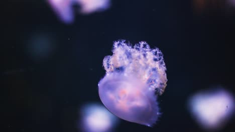 Small-jellyfish-floating-and-rotating-underwater-in-slow-motion