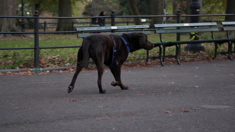Dog-walks-through-Central-Park,-New-York-City