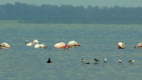 Birds-in-Mar-Chiquita-Lake,-Ansenuza-National-Park,-Cordoba,-Argentina
