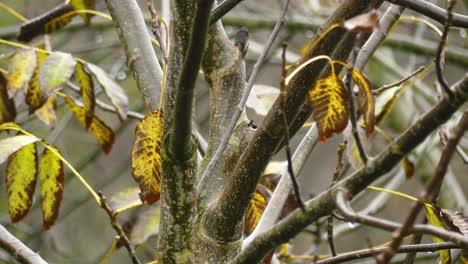 Walnuts-Tree-Branch,-Before-Winter