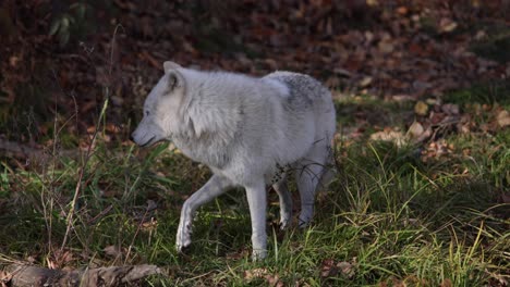 Polarwolf,-Der-Dich-Beobachtet,-Schaut-Weg-Und-Rennt-In-Den-Wald-Slomo-Herbst