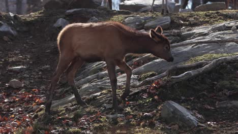 elk-baby-calf-walking-over-rocky-area-slomo-cute