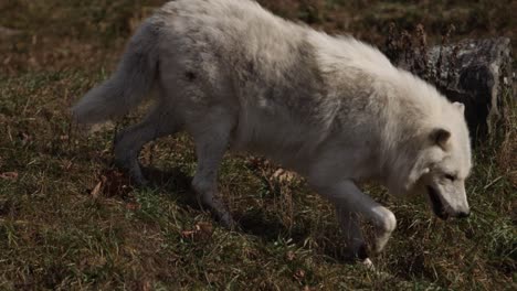 Arktischer-Wolf-Geht-Grasbewachsenen-Hügel-Hinunter-Slomo-Nahaufnahme