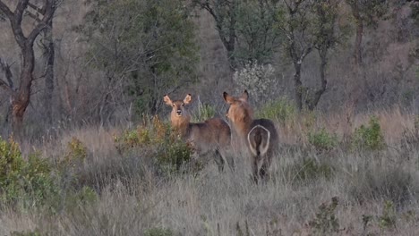Two-female-waterbuck-in-the-early-morning-sun-in-Africa