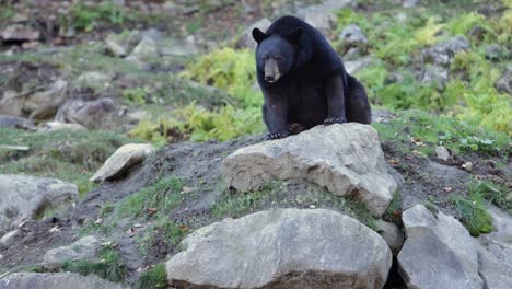 black-bear-licks-its-lips-as-it-sits-on-rocky-den-slomo