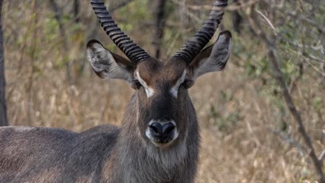 Close-up-footage-of-the-head-of-a-male-waterbuck-in-Africa