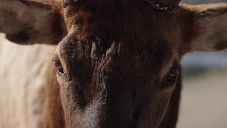 elk-bull-extreme-closeup-to-lens-slomo
