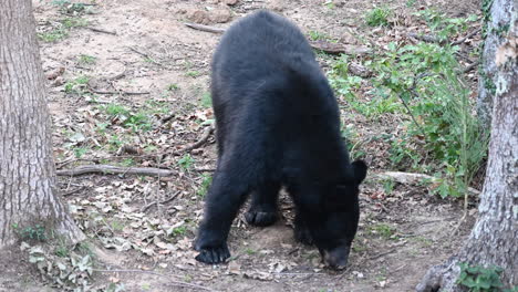 a-black-bear-sniffs-a-dirt-floor-in-a-zoo-forest
