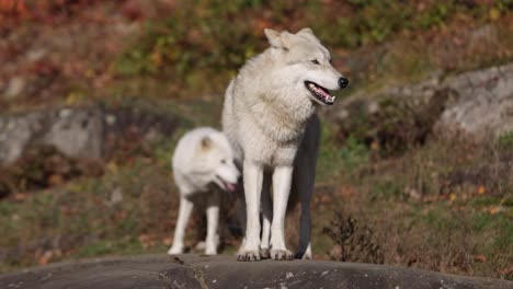 Lobos-árticos-Mirando-A-Su-Alrededor-En-Un-área-Rocosa-Movimiento-De-Cámara-Rodante-épico