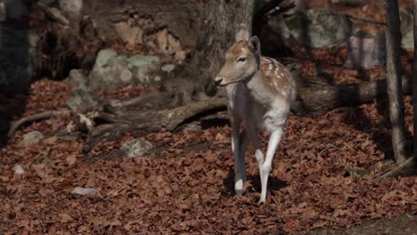 cute-fallow-deer-walks-in-autumn-leaves-towards-camera-slomo