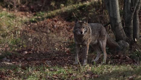 Coyote-Schaut-Dich-Von-Der-Waldszenenzeitlupe-An