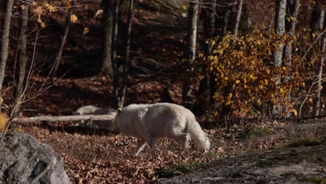 Lobos-árticos-Caminando-Hacia-El-Bosque-De-Otoño-Movimiento-De-Cámara-Rodante