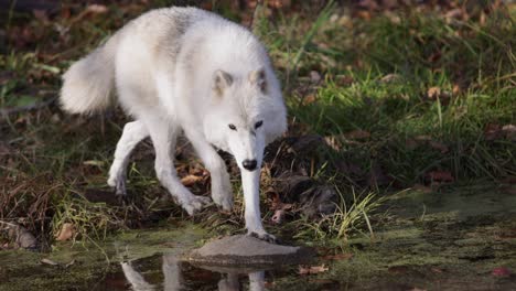 arctic-wolf-walks-towards-you-onto-rock-over-swamp-to-stare-at-you-slomo