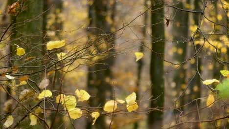 Trockene-Zweige-Schwingen-Im-Wind,-Wenige-Gelbe-Blätter