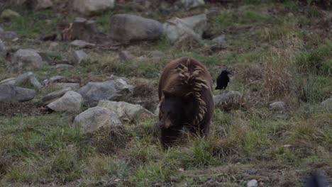 cinnamon-bear-lifts-its-head-from-foraging-with-raven-in-background-perched-slomo