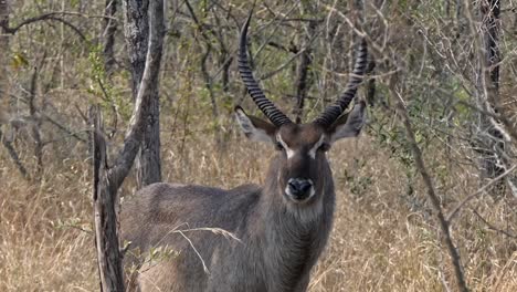 Close-up-of-a-male-waterbuck-with-big-horns-in-the-early-morning-sun-in-Africa-stares-into-the-camera