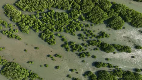 Statische-Filmische-Luftdrohne-Von-Oben-Nach-Unten-Auf-Mangroven-In-Brasilien