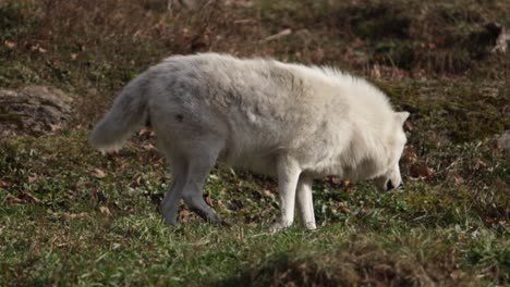 arctic-wolf-turns-around-and-walks-back-sunny-grass-ridge