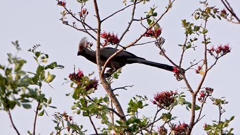 Grey-go-away-bird-or-grey-lourie-sits-in-a-tree-with-red-flowers-during-the-sunset-in-Africa