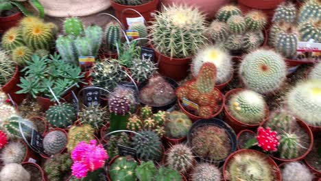 Dozens-of-cacti-and-succulents-in-garden-centre