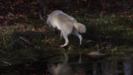 arctic-wolf-walking-off-rock-over-swamp-into-forest-slomo