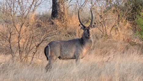 Male-waterbuck-with-big-horns-in-the-early-morning-sun-stares-into-the-camera