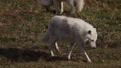 Polarwolf-Zu-Fuß,-Während-Andere-Im-Hintergrund-Slomo-Beute-Kauen