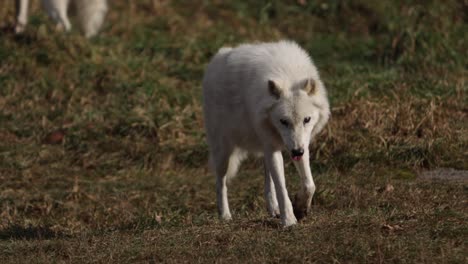 Arktischer-Wolf,-Der-Auf-Sie-Zugeht.-Slomo-Mit-Niedriger-Sonne