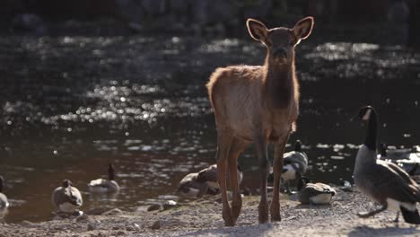 Elk-Baby-Becerro-Mirándote-En-Una-Escena-Retroiluminada-Con-Lago-Y-Gansos-De-Canadá-Slomo