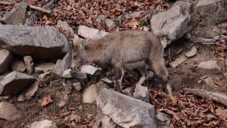 baby-mountain-goat-walking-along-rocky-forest-autumn-slomo-defecating-at-same-time